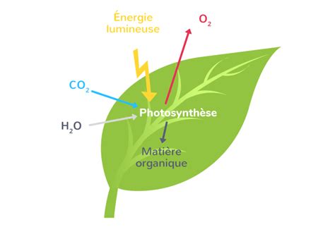 Schéma explicatif illustrant la différence de photosynthèse entre une feuille verte et une feuille variegata