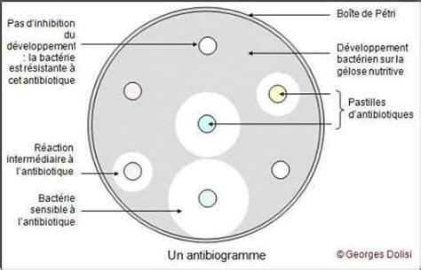 Schéma des propriétés antibactériennes du Pelargonium