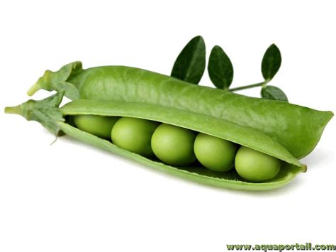 Représentation schématique d'une gousse de pois avec ses graines