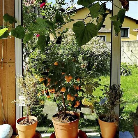 Schéma illustrant l'hivernage idéal d'un citronnier en véranda non chauffée