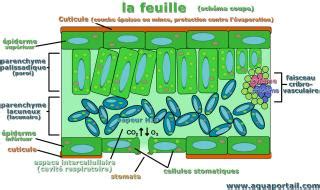 Schéma en coupe d'une feuille montrant la cuticule recouvrant l'épiderme