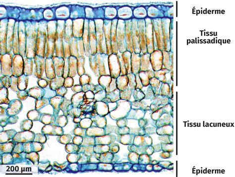 Photographie au microscope électronique de la surface d'une feuille de lierre montrant les structures cireuses