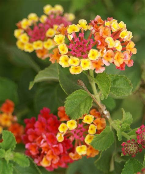 Feuillage rugueux et odorant du lantana