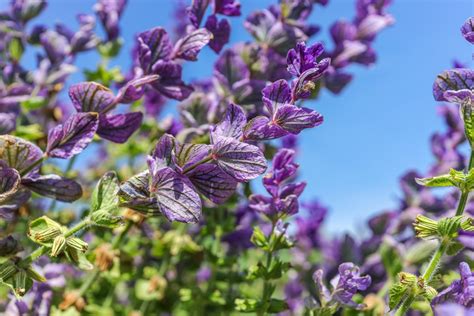 Plan rapproché d'une inflorescence de sauge sclarée montrant ses bractées et ses fleurs bicolores