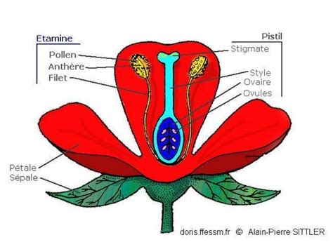 Schéma illustrant le mécanisme de bascule des étamines lors du butinage par une abeille