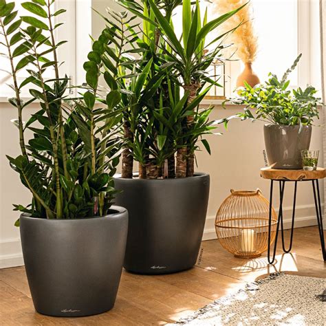 Illustration historique montrant l'évolution des contenants pour plantes de la poterie antique aux jardinières modernes