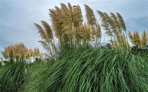 Applications variées du miscanthus