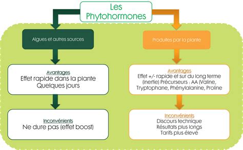 Schéma illustrant l'équilibre entre la ramification et les espaces vides dans la structure d'un bonsaï