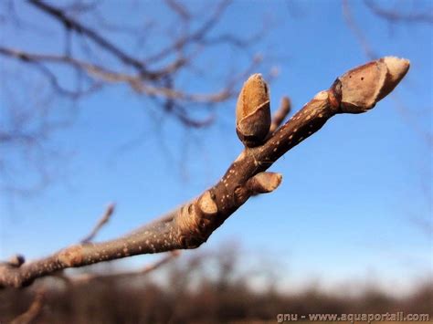 Photographies comparatives : un arbre avec bourgeonnement arrière vs une branche dégarnie