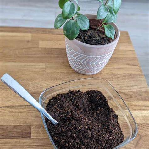 Marc de café séché prêt à être utilisé comme engrais