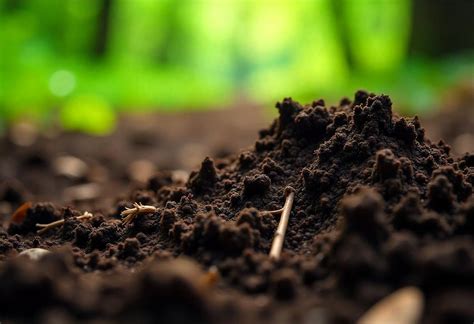 Pelouse avec des zones de feutrage dues à un excès de matière organique