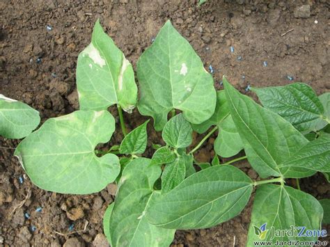 Illustration montrant des feuilles de haricots jaunies et tachées dans un potager