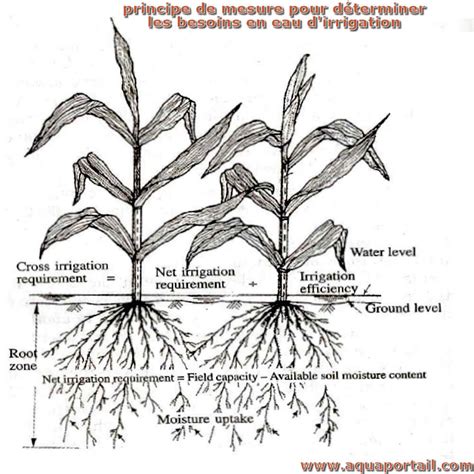 Schéma explicatif des besoins en eau des haricots durant leur cycle de croissance