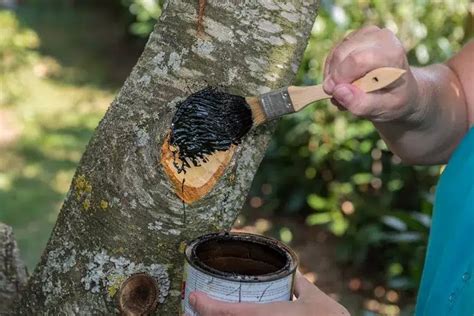 Application de mastic cicatrisant sur une branche coupée