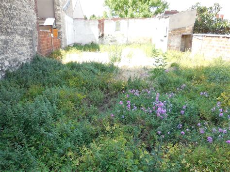 Vue panoramique d'un jardin en friche avant réaménagement
