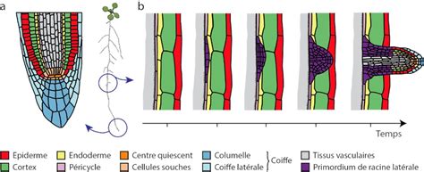 Schéma explicatif montrant le système racinaire des succulentes et le type de terreau idéal