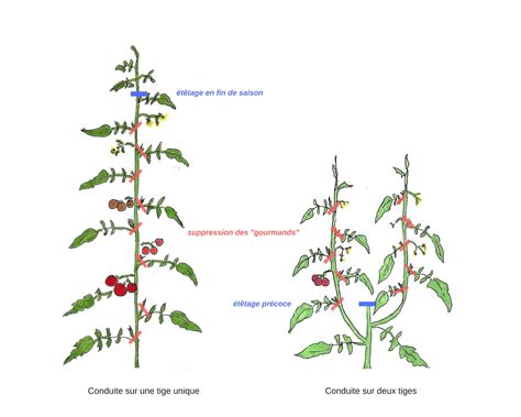 Schéma illustrant la taille des gourmands sur un plant de tomate