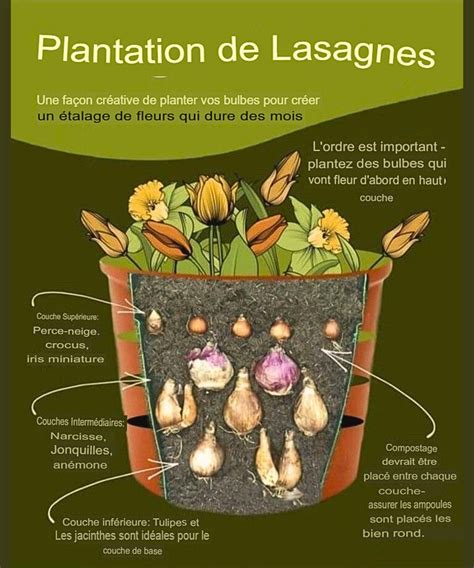 Schéma explicatif de la plantation en couches de bulbes de printemps dans un pot