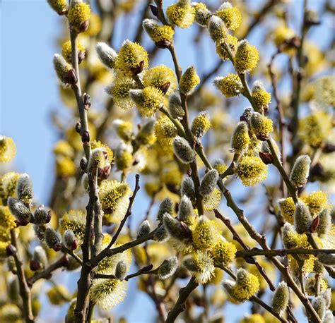 Saule marsault en fleurs au début du printemps avec ses chatons argentés
