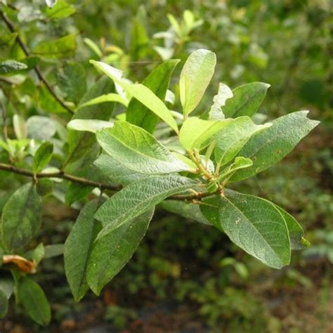 Schéma illustrant l'arrosage au pied d'un jeune saule marsault