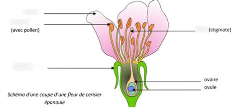 Schéma illustrant le transfert de pollen d'une fleur mâle à une fleur femelle par un insecte