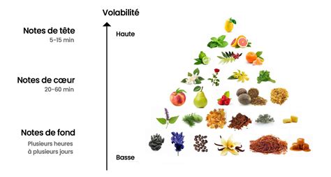 Infographie comparant les notes de tête, de cœur et de fond apportées par l'hibiscus dans les parfums