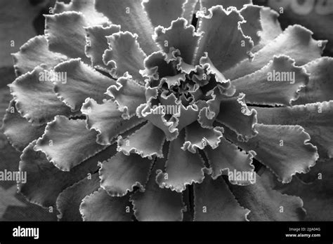une rosette d'Echeveria en gros plan montrant sa structure géométrique