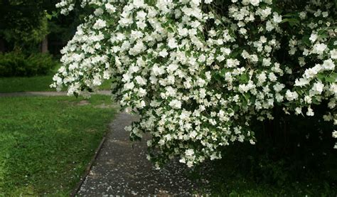 Arbuste de Seringat taillé après floraison