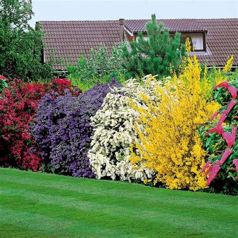 Haie de Seringats en fleur