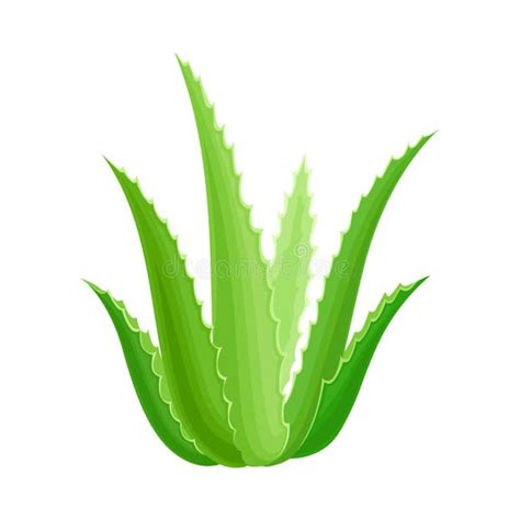 Rosette de feuilles d'Aloe Vera