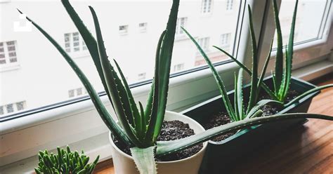 Fenêtre avec une plante d'Aloe Vera sur le rebord