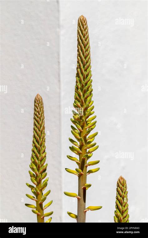 Fleurs jaunes d'un Aloe Vera en épis