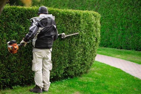 Jardinier en train de tailler une haie avec des outils professionnels