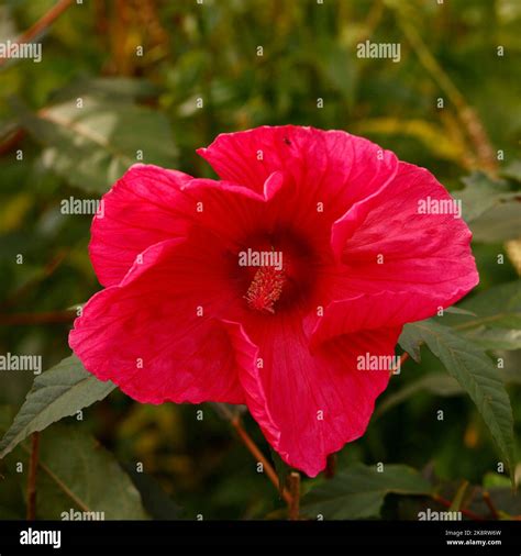 Plan rapproché d'une fleur d'Hibiscus moscheutos au feuillage pourpre