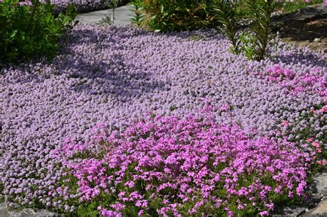 Exemple de jardin avec du thym serpolet comme couvre-sol