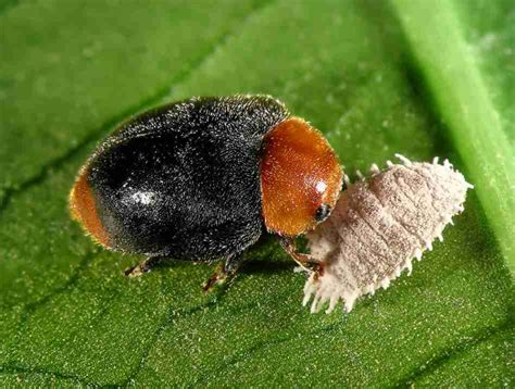 Coccinelle Cryptolaemus montrouzieri
