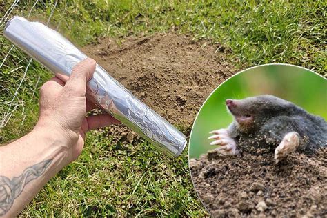 Représentation d'une taupe dans le jardin virtuel de BDO