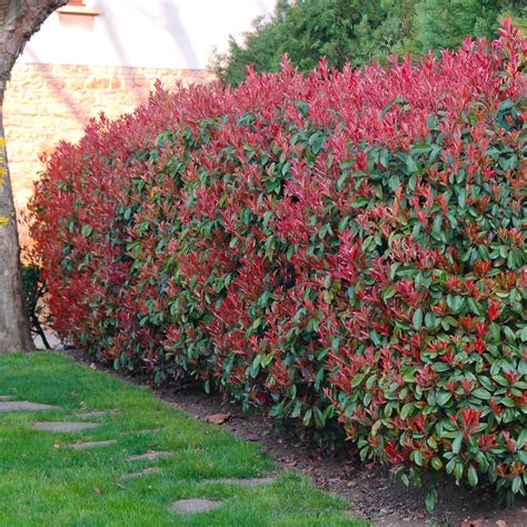 Photinia Red Robin en pleine floraison et feuillage rougeoyant