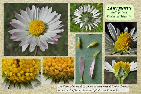 infographie sur les bienfaits médicinaux de la pâquerette