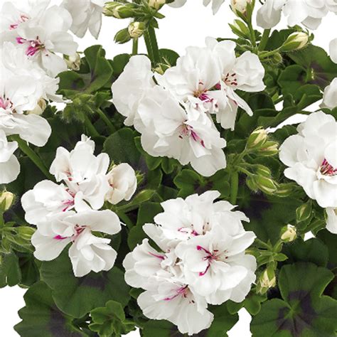 Géraniums à fleurs doubles aux couleurs vives