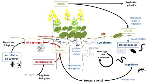 Effets du vinaigre blanc sur la microfaune du sol