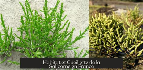Illustration d'une salicorne dans son habitat naturel