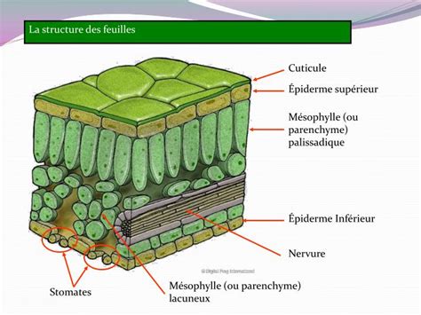 Schéma des adaptations foliaires des halophytes (cuticule épaisse, stomates cryptiques)