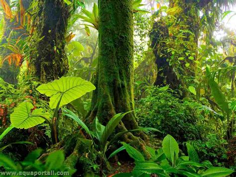 Arbre Guaimaro en forêt tropicale