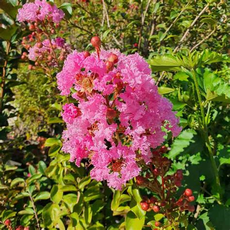 Lagerstroemia indica en pleine floraison estivale avec son écorce caractéristique