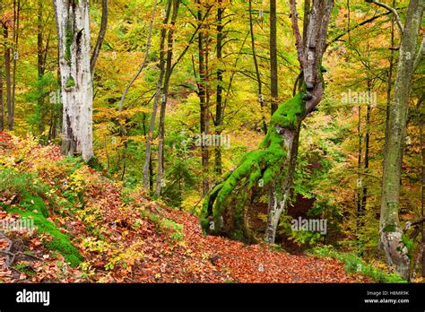 Forêt de hêtres européens dans leur habitat naturel
