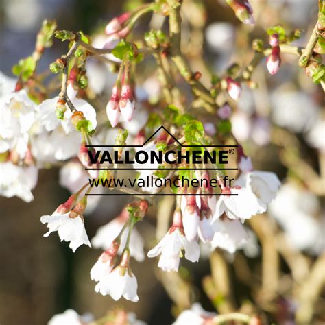 Bonsaï Prunus incisa Kojo no Mai en fleurs au printemps