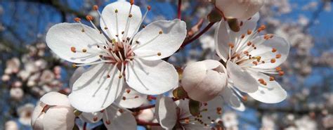 Différentes variétés de fleurs de Prunus Mume