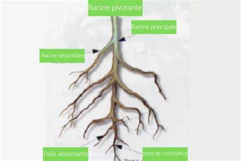 Schéma de l'hydrotropisme positif des racines de figuier
