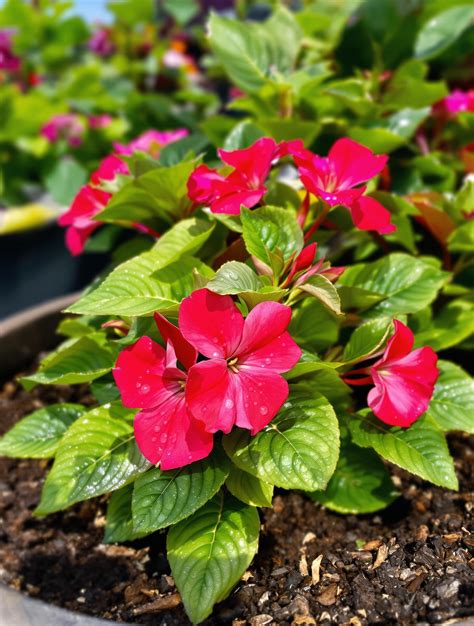 Impatiens de Nouvelle-Guinée en pleine floraison dans une jardinière
